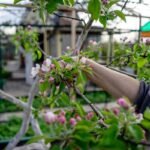 Jardinier taillant un pommier au sécateur dans un verger au printemps