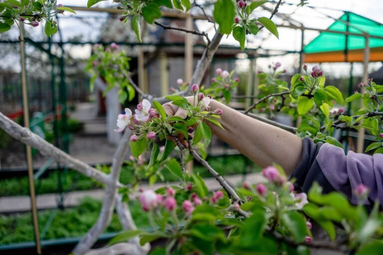 Jardinier taillant un pommier au sécateur dans un verger au printemps