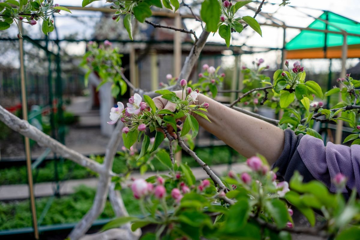 Jardinier taillant un pommier au sécateur dans un verger au printemps
