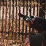 Taille d'un rosier au sécateur dans un jardin