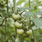 Plant de tomates au feuillage vert au potager