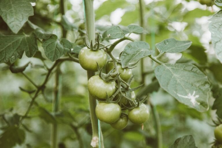 Plant de tomates au feuillage vert au potager