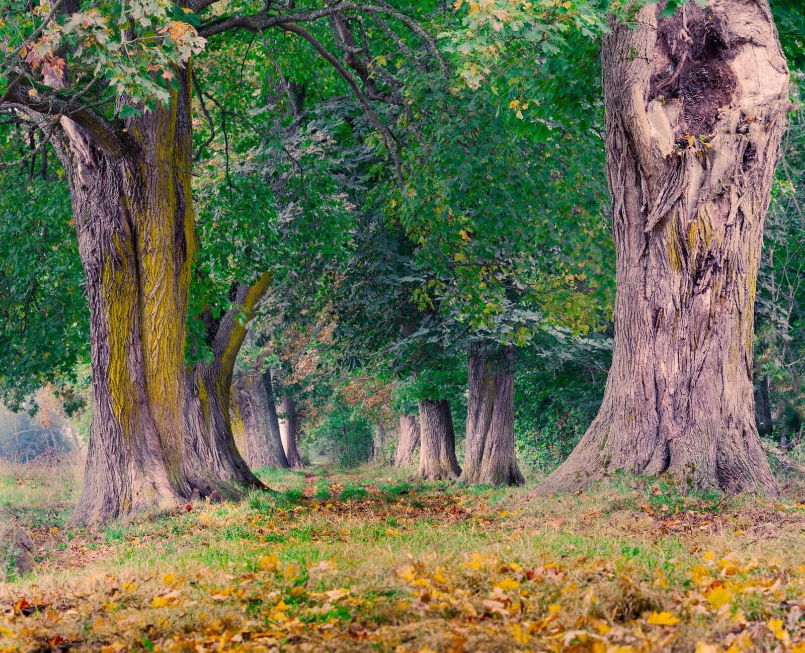 Sentier forestier bordé de feuillus en automne