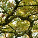 Chênaie moussue au sol couvert de vert