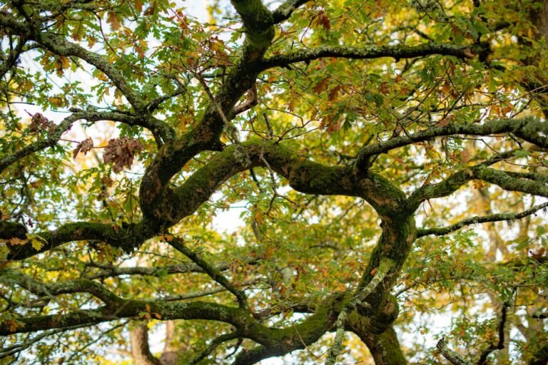 Chênaie moussue au sol couvert de vert