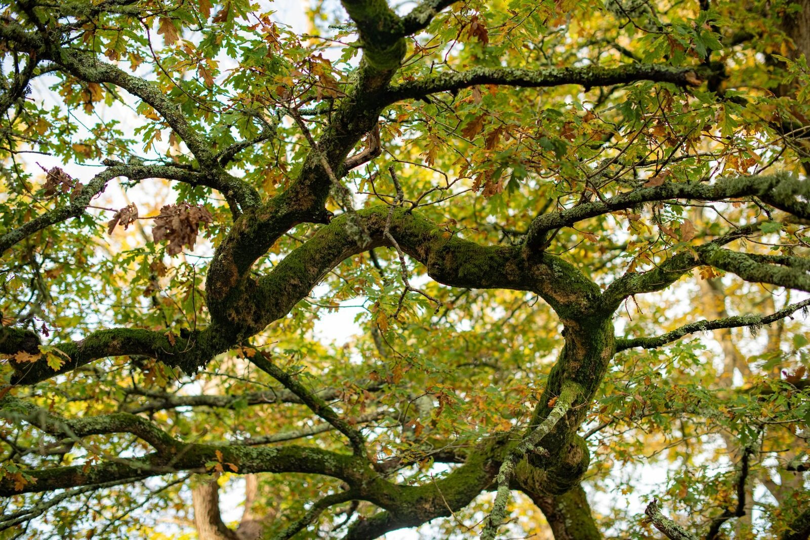Chênaie moussue au sol couvert de vert
