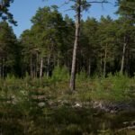 Sous-bois de pins et de chênes sur sol sableux