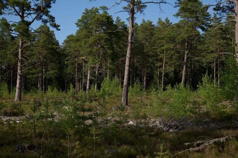 Sous-bois de pins et de chênes sur sol sableux