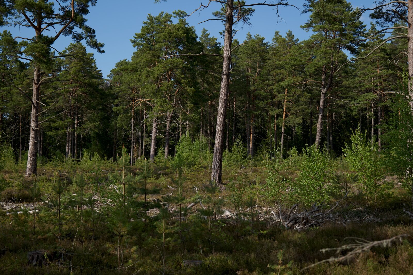 Sous-bois de pins et de chênes sur sol sableux