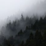 Forêt de sapins de montagne dans la brume
