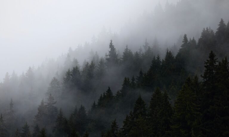 Forêt de sapins de montagne dans la brume