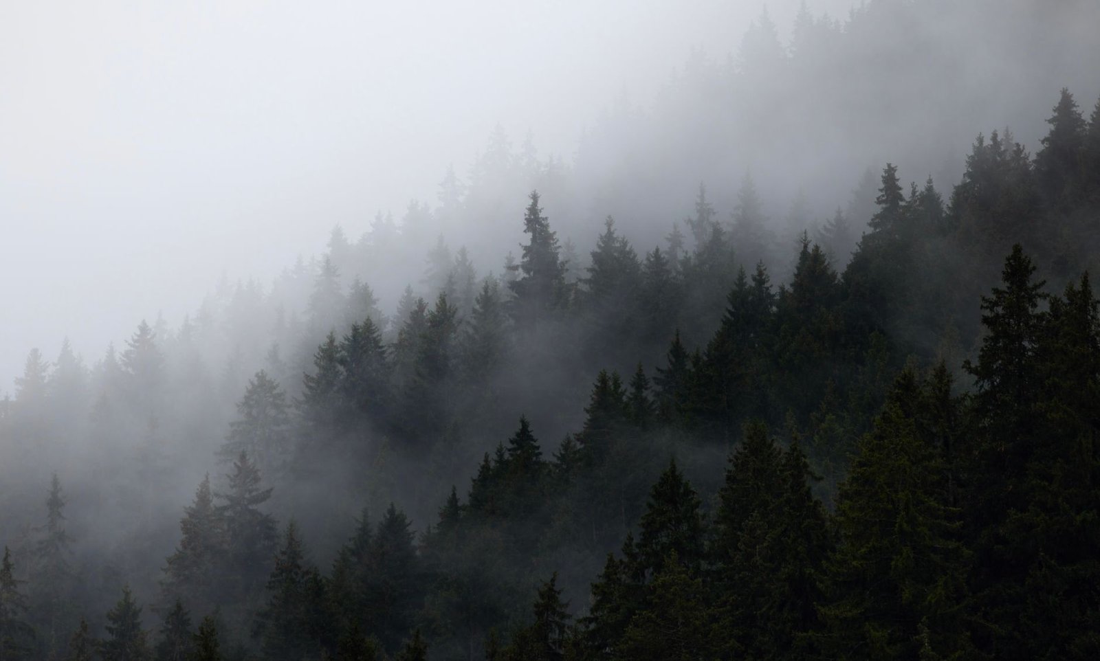 Forêt de sapins de montagne dans la brume