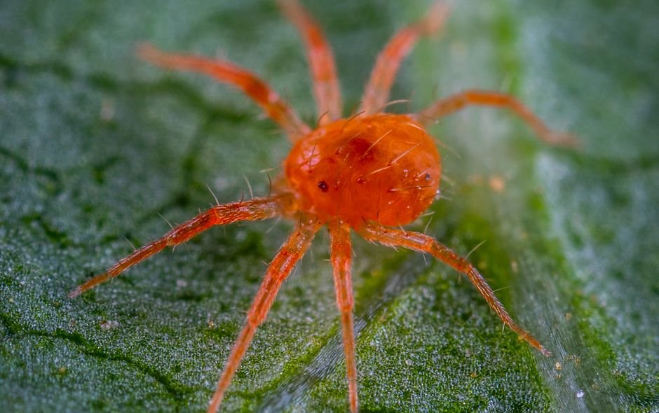 Acarien rouge sur une feuille, vu en macro