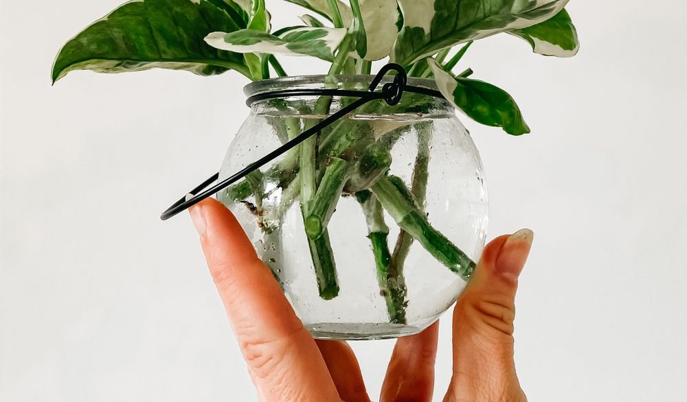 Boutures en train de raciner dans un verre d’eau