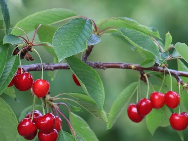 Cerises rouges mûres sur une branche de cerisier