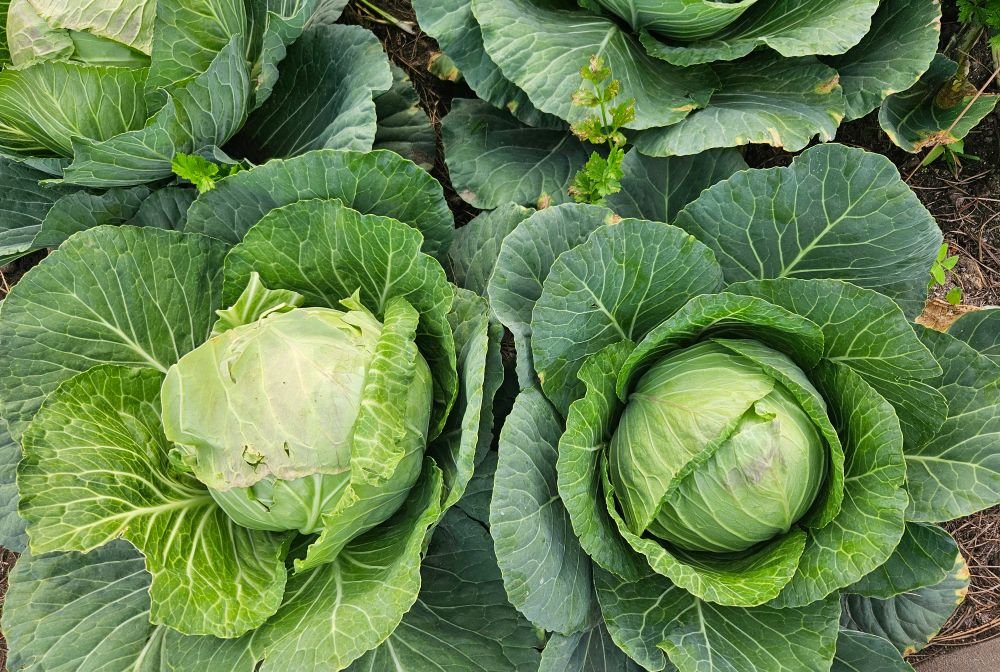 Choux pommés au potager