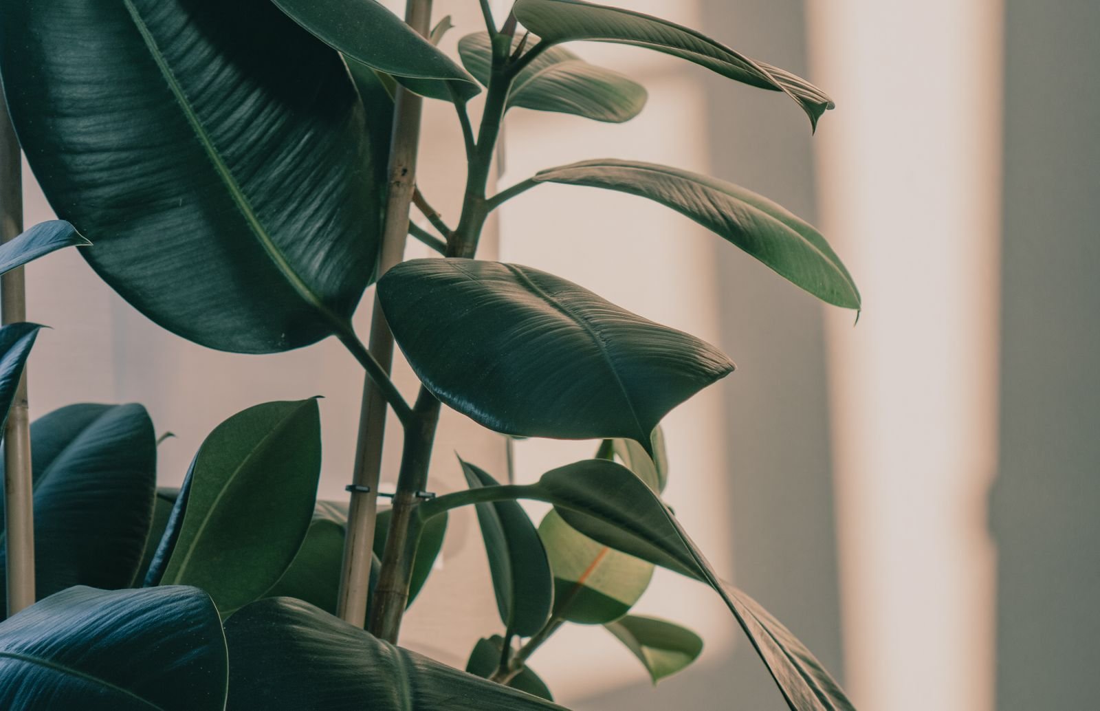 Ficus elastica aux grandes feuilles brillantes en intérieur
