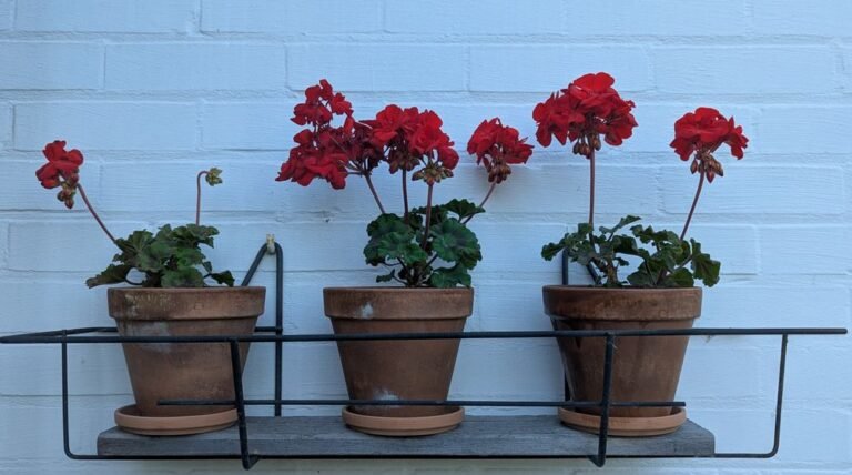 Géraniums rouges en pots