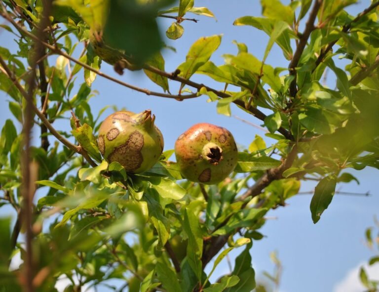 Grenades en train de mûrir sur l’arbre