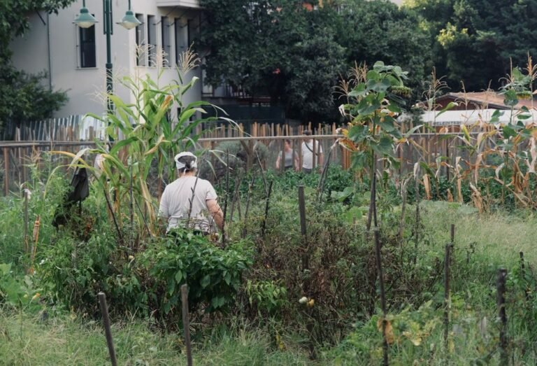Jardin potager luxuriant en été