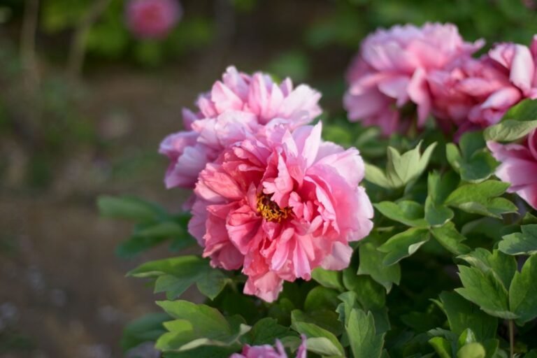 Pivoine rose au jardin