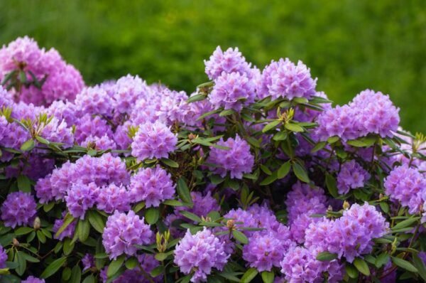 Massif de rhododendron aux fleurs violettes Massif de rhododendron aux fleurs violettes