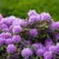 Massif de rhododendron aux fleurs violettes